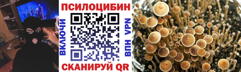 Псилоцибиновые грибы Psilocybe Пущино
